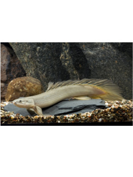 Polypterus senegalus