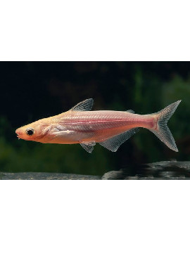 Tubarão Martelo Albino