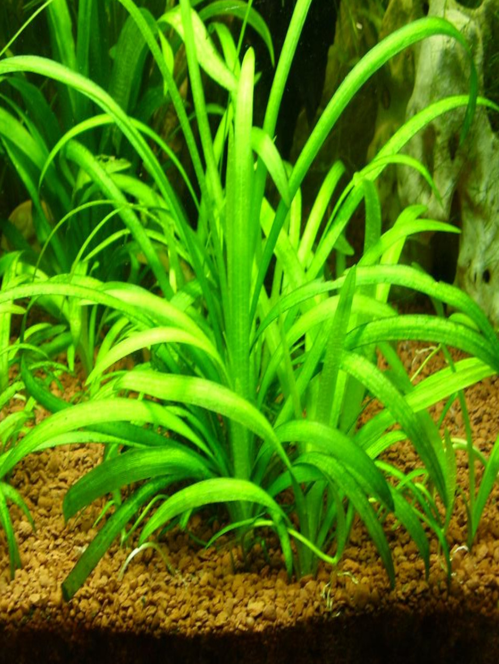 Sagittaria Subulata