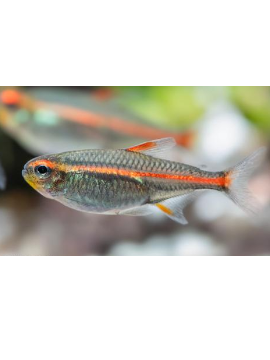 Tetra Neon Rosa