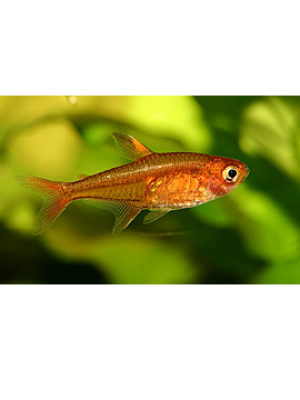 Tetra Amandae