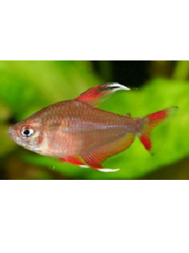 Tetra Rosa Pontas Brancas