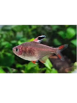 Tetra Rosaceus