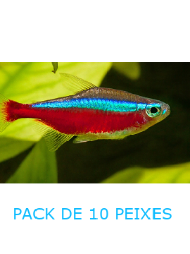 Tetra Cardinal - PACK 10 PEIXES