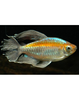 Tetra do Congo Macho