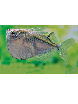 Peixe machadinha