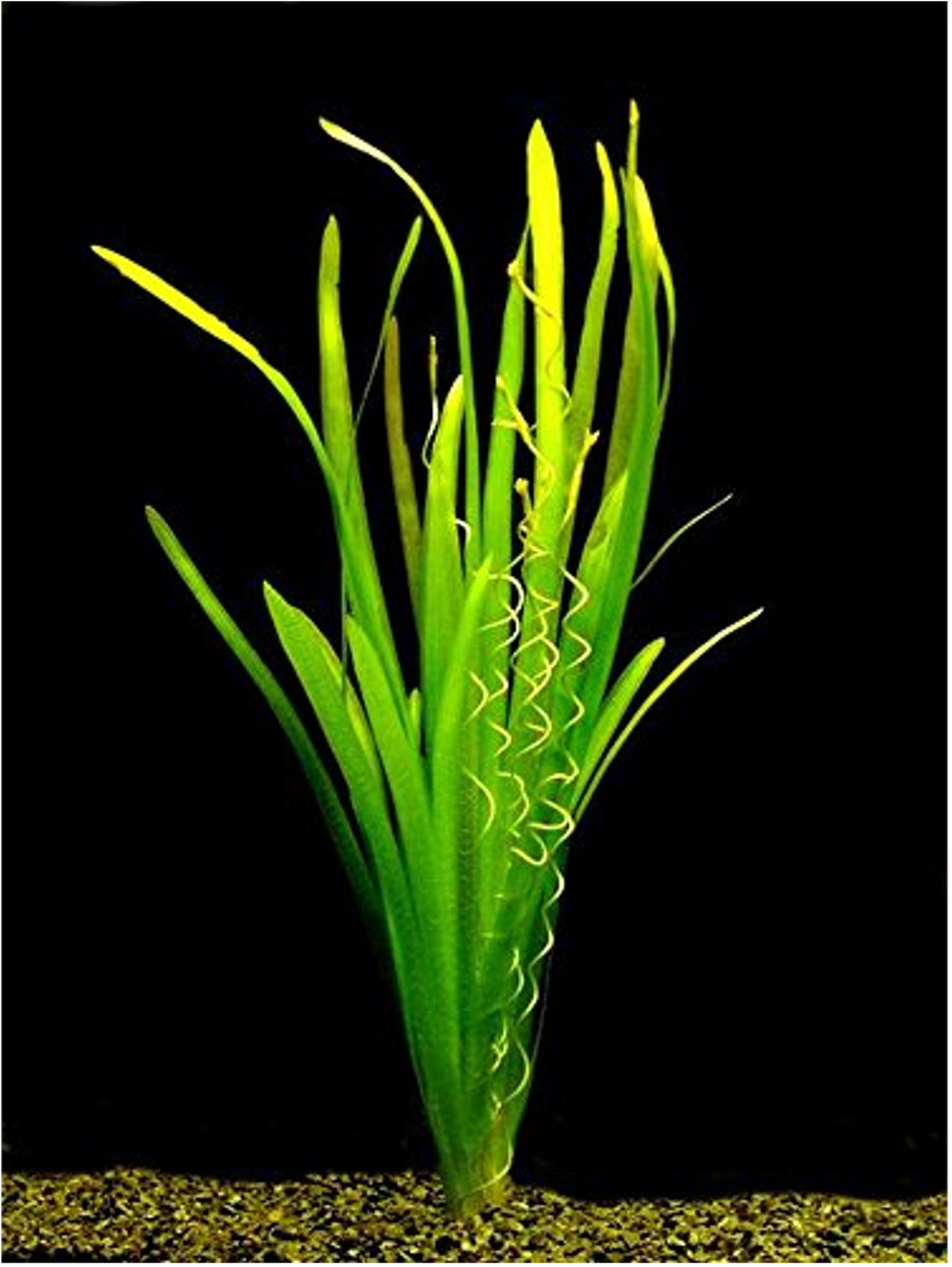 Vallisneria Spiralis