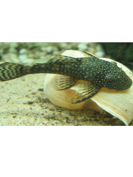 Ancistrus Black sp.