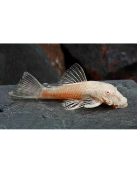 Ancistrus Albino
