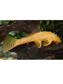 Ancistrus Gold