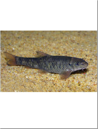 Garra Rufa