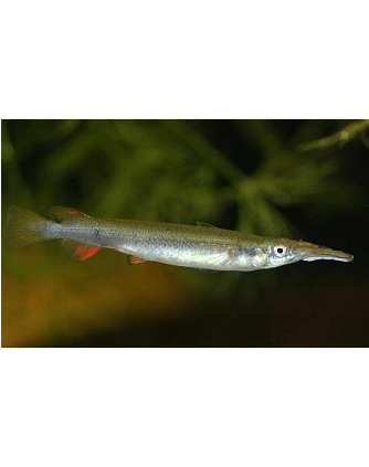 Peixe Agulha