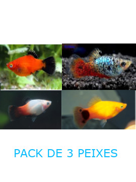 Platy - Pack de 3 peixes