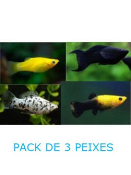Molly Sortido - Pack 3 Peixes