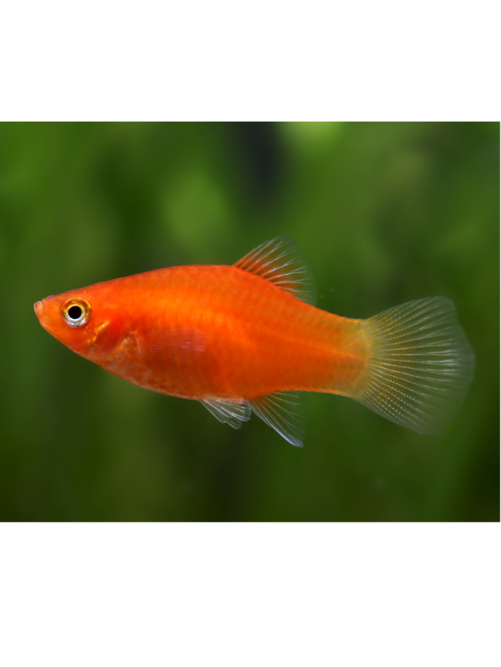 Platy Vermelho