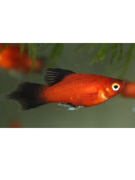 Platy Vermelho e Preto High Fin