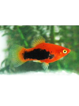 Platy Vermelho e Preto
