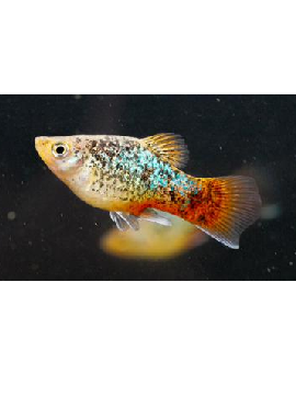 Platy Coral Calico Azul