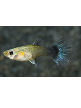 Guppy Azul Turquesa Femea