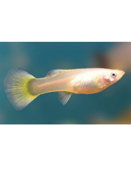 Guppy German Yellow Femea