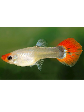 Guppy Koi Femea