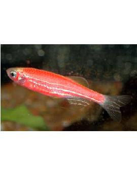 Danio Zebra Vermelho - PACK 5 PEIXES