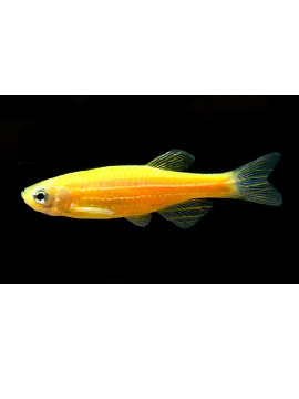 Danio Zebra Laranja