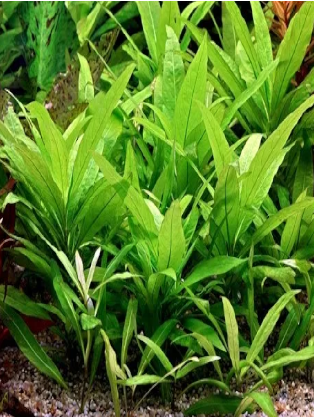 Hygrophila corymbosa