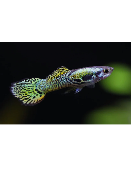 Guppy Endler Cobra Verde Macho