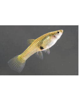 Guppy Endler Cobra Verde Femea